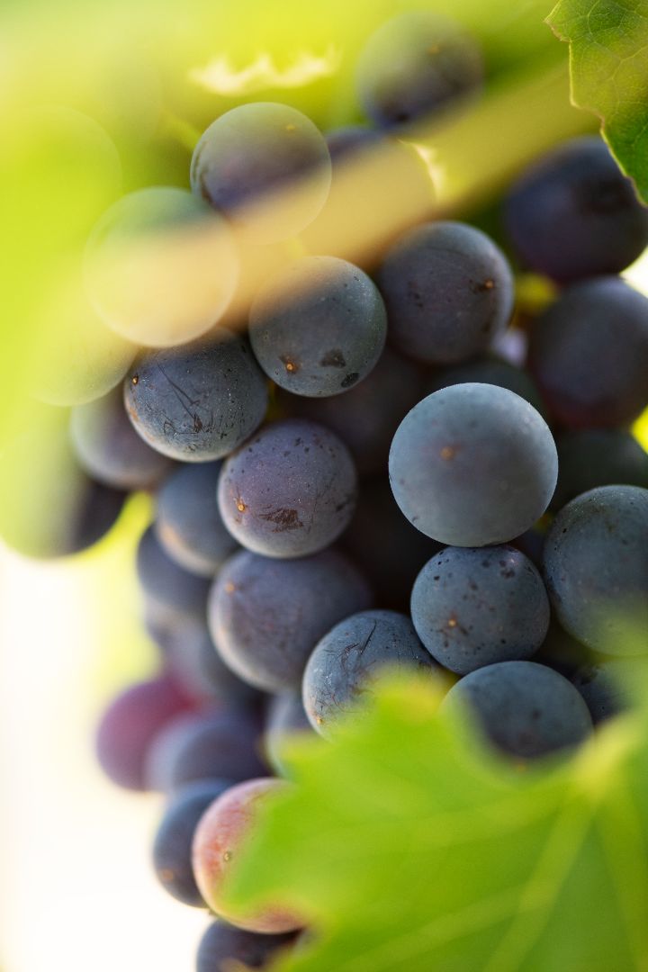 Nutrition et peau : les meilleurs aliments pour une peau d'homme saine et résistante