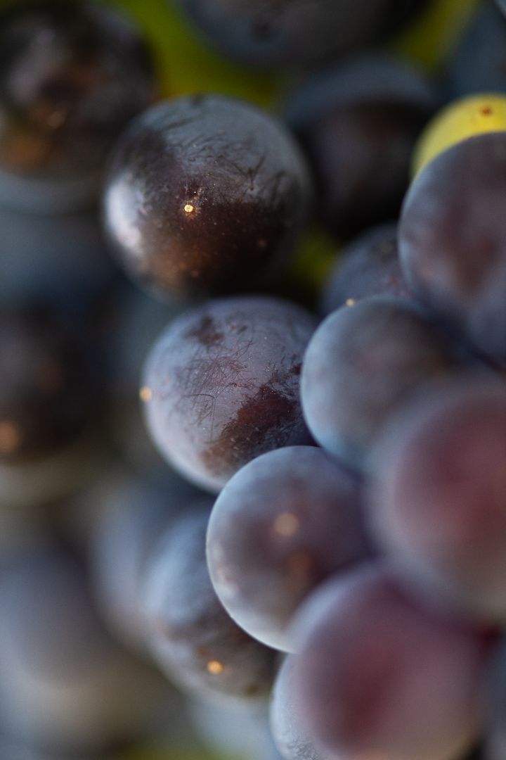 Comment incorporer l’eau de raisin dans votre routine quotidienne