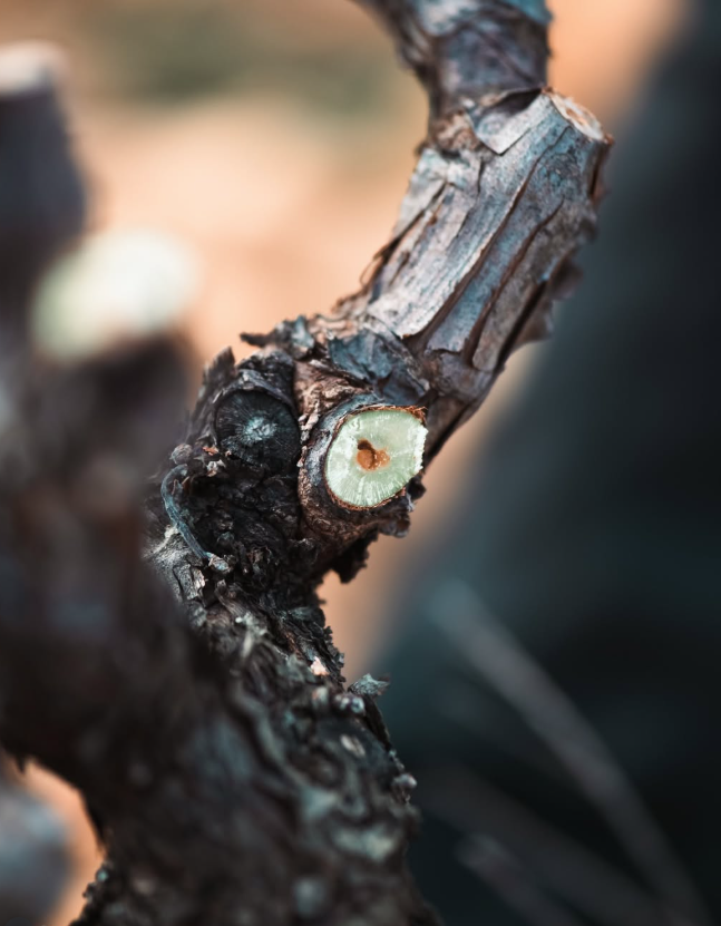 Beau Domaine Skincare by Brad Pitt & Famille Perrin