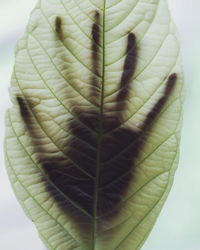 Beau Domaine Skincare by Brad Pitt & Famille Perrin