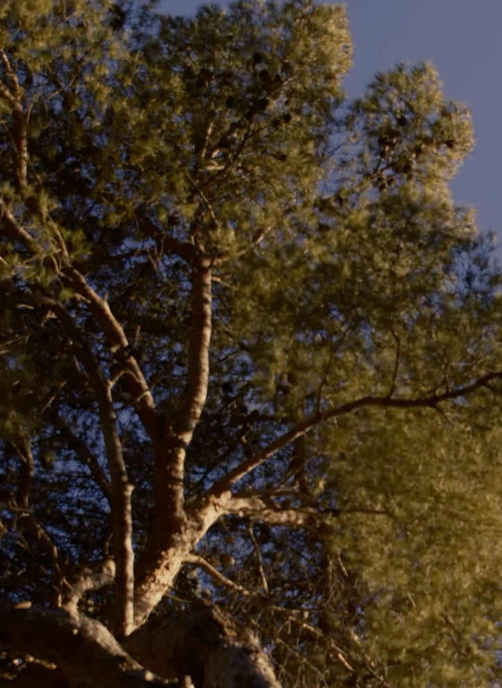 Beau Domaine Skincare by Brad Pitt & Famille Perrin