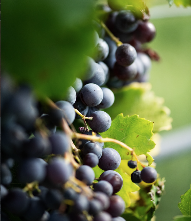 Beau Domaine Skincare by Brad Pitt & Famille Perrin