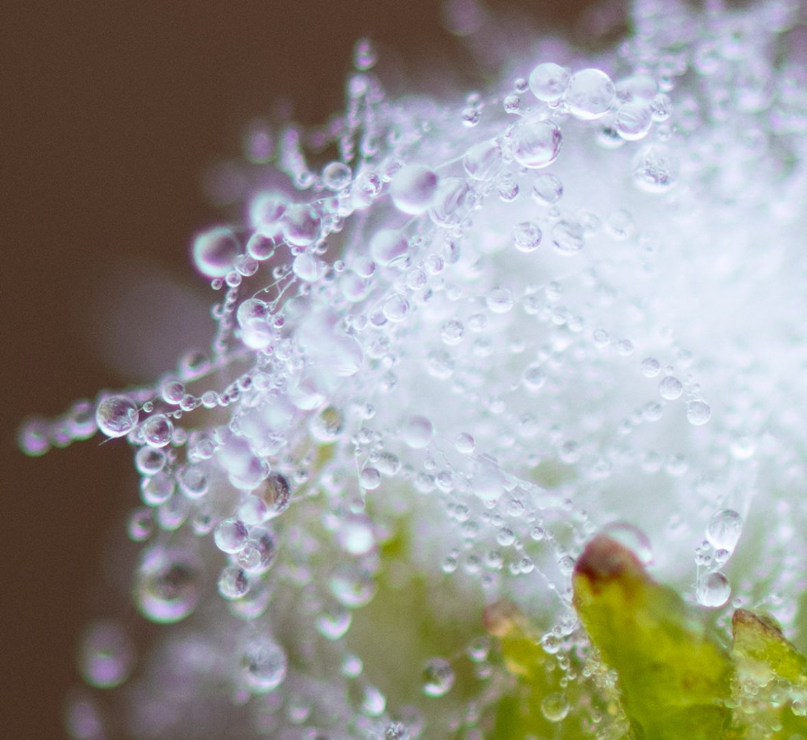 Texture macro composée de nombreuses gouttes d’eau