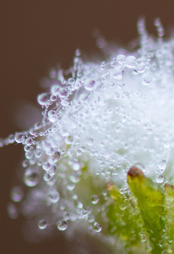 Beau Domaine Skincare by Brad Pitt & Famille Perrin