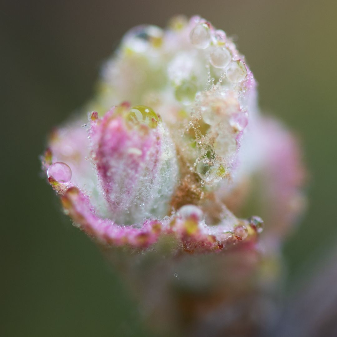 Beau Domaine Skincare by Brad Pitt & Famille Perrin