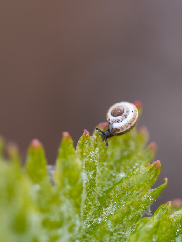 Beau Domaine Skincare by Brad Pitt & Famille Perrin