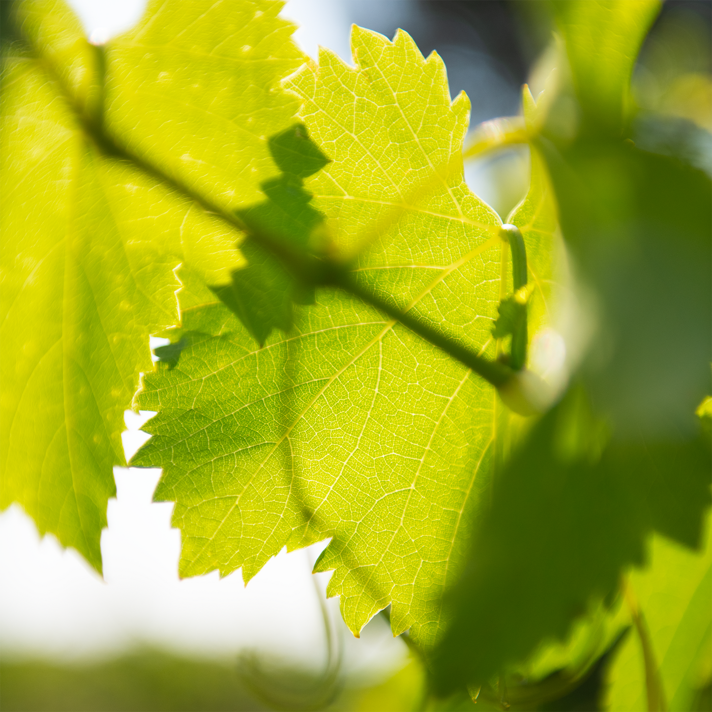 Feuilles vertes au premier plan avec une lumière naturelle intense et un arrière-plan flou