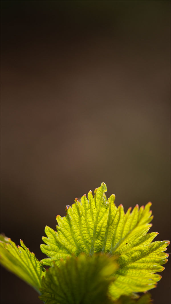 Beau Domaine Skincare by Brad Pitt & Famille Perrin