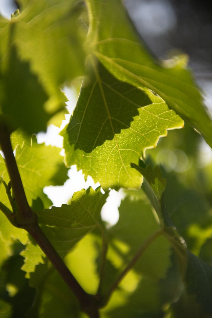 Beau Domaine Skincare by Brad Pitt & Famille Perrin