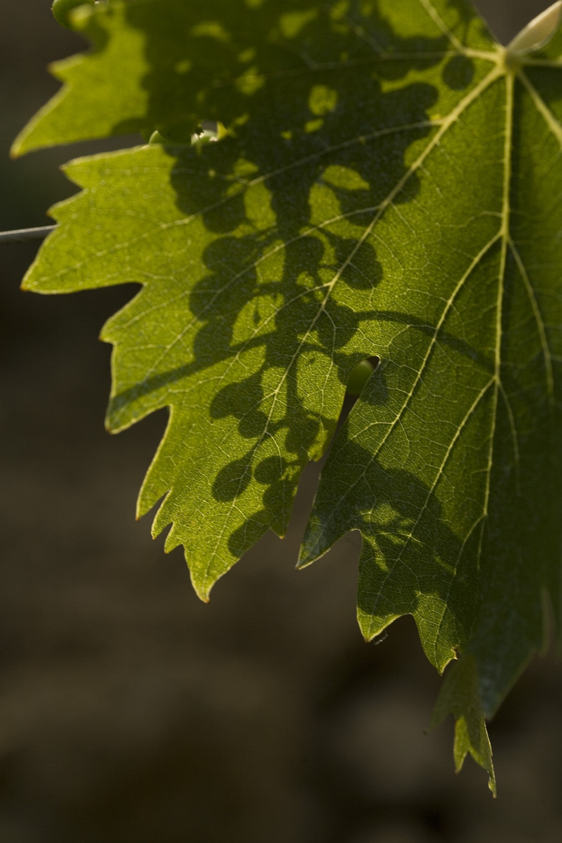 Beau Domaine Skincare by Brad Pitt & Famille Perrin